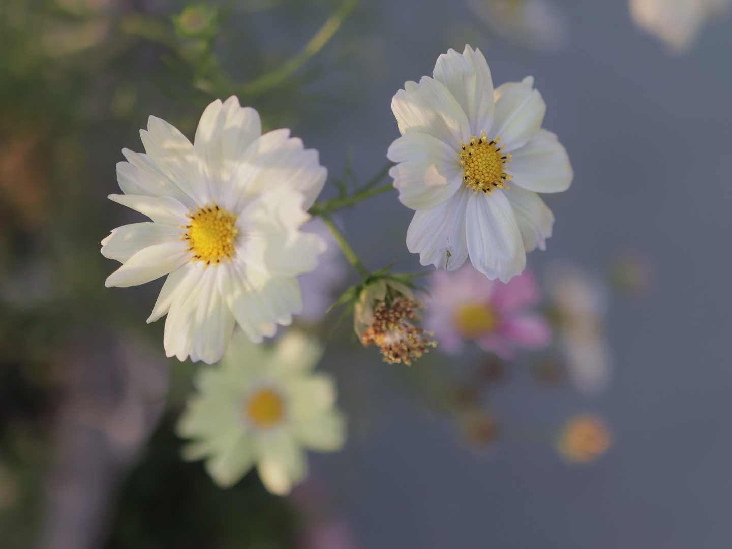 One Flower 封面